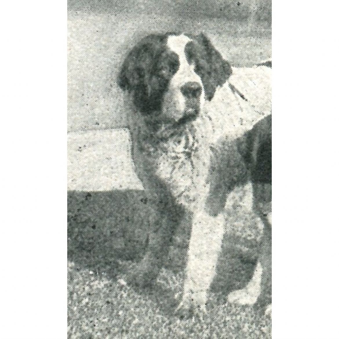 R Cäsar v. Adlergarten (07-06-1917)